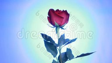 红色玫瑰的特写镜头在蓝色背景上<strong>旋转</strong>。 带有<strong>花瓣</strong>的宏射玫瑰。